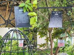 -正佳雨林生态植物园