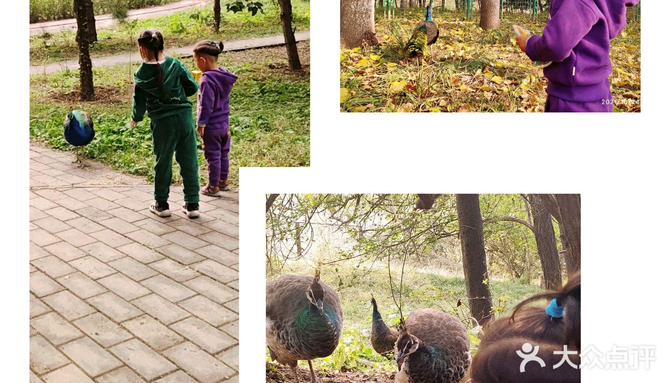 免费公园 近距离接触小动物