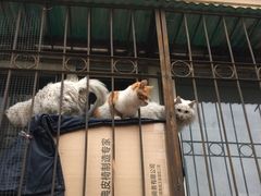 -王三姑牛肉饼