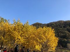 -千年银杏谷文化旅游区