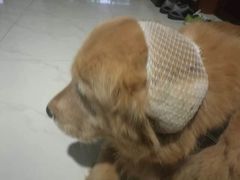 -爱侣宠医·鹦鹉专科·小型哺乳类·异宠专科(灵石路店)