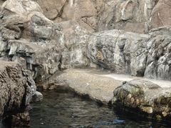 -大阪海游馆