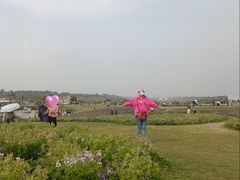 -空港花田景区