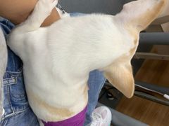 -爱侣宠医·鹦鹉专科·小型哺乳类·异宠专科(灵石路店)