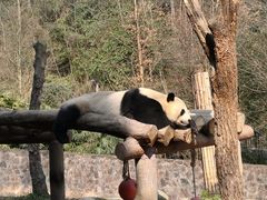 -都江堰中华大熊猫苑