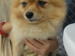 -怪兽屋·羊驼·猫咖·狗咖(俊华广场店)