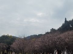 -中山市树木园