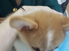 -宠颐生维康宠物医院(金丰店)