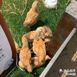 -前小桔亲子创意农场·草莓采摘·露营烧烤