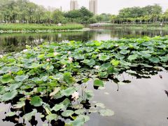 -映月湖公园