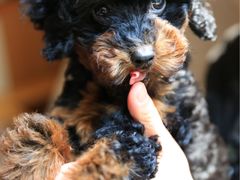 -1013 PET SHOP 宠物商店(近铁城市广场店)