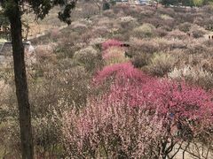 -香雪海
