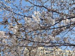 -高东镇樱花园