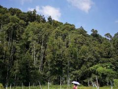 -广州市帽峰山景区