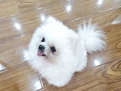-汪说·狗咖·拼豆·宠物周边DIY(旺城大厦店)