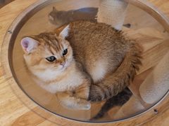 -有喵·猫咖·狗咖·30几只猫10只小狗(岗厦店)