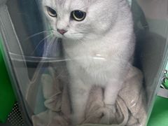 -北京观赏动物医院·24小时大型综合·猫专科·异宠专科