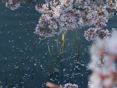 -顾村公园