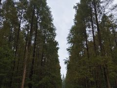 -黄海国家森林公园