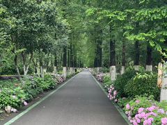 -合肥滨湖国家森林公园