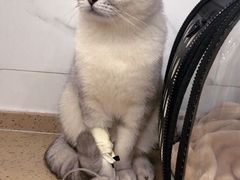 -伟伟宠物医院·CT影像中心·瑞派犬猫综合性门诊(汉口总院)