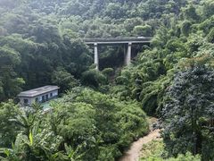 -西双版纳原始森林公园