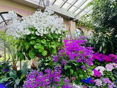 -斐兹洛伊花园