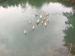 -帐篷客·溪龙茶谷度假酒店