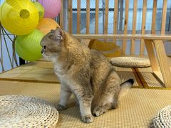 -柴迷FANS CLUB·柴犬狗咖·猫咖