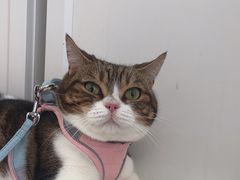 -瑞鹏宠物医院·骨科·猫科·内科(第一中心)