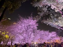 -西北湖绿化广场