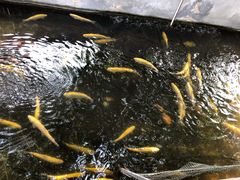 -北京龙庆四季香农家饭庄·灶台鱼·碳烤虹鳟鱼(龙庆峡店)