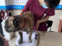 -艾贝尔宠物医院·24H转诊中心·肿瘤猫专科(江宁双龙店)