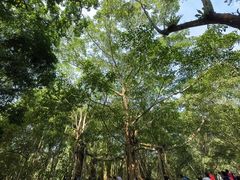 -中国科学院西双版纳热带植物园