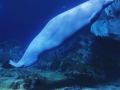 -珠海长隆海洋王国