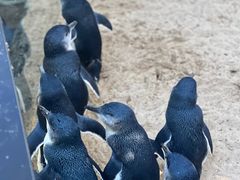 -费瑟代尔野生动物园