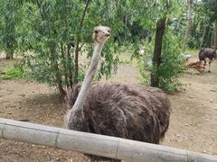 -大连森林动物园