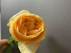-ChaKo Flora ·茶子花艺 (市北店)