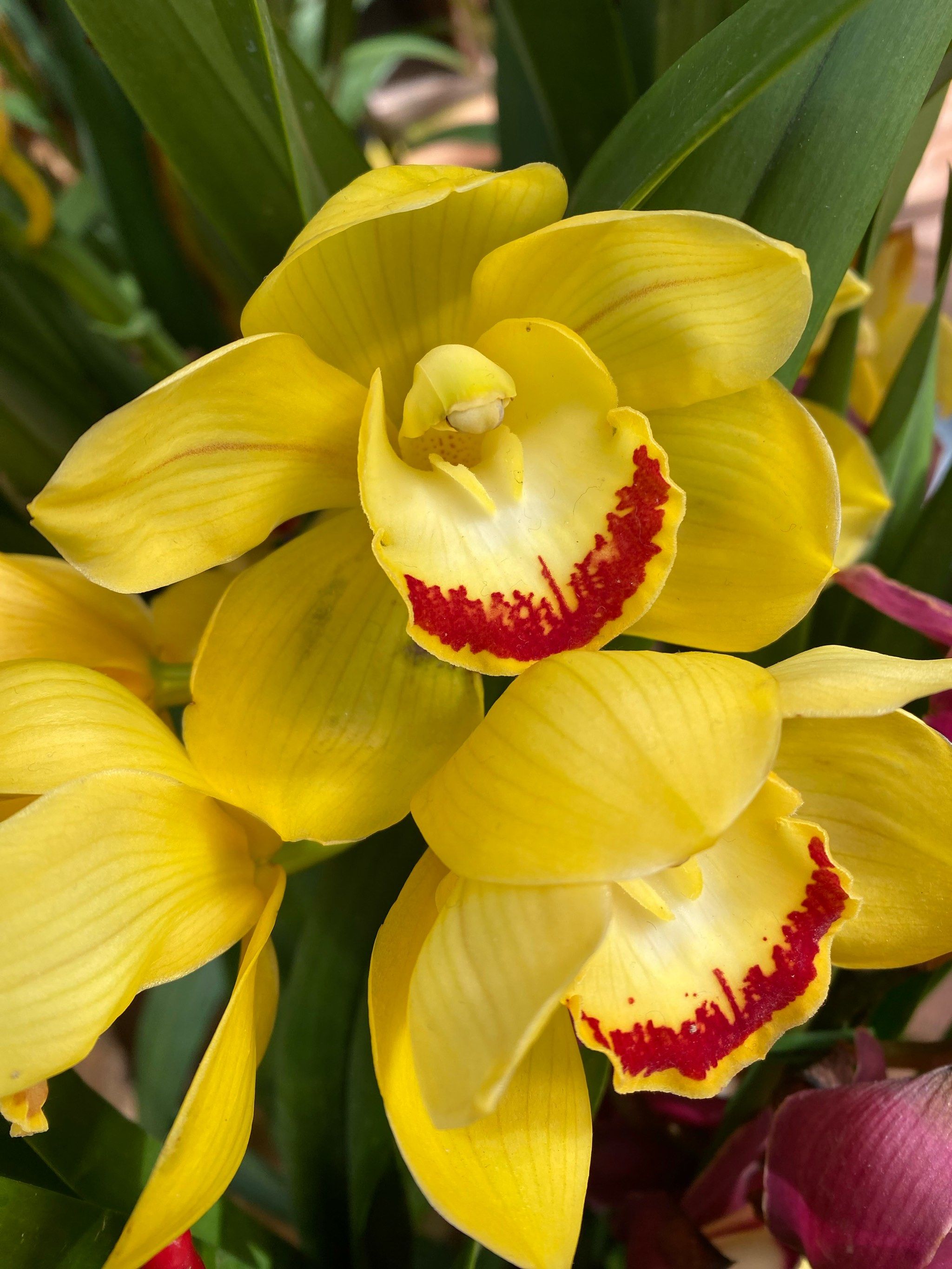 兰花盛开,心情美丽