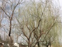 -三林塘老街