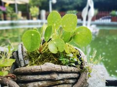 -乖乖佳花园山庄·私房菜(阿哈湖公园店)