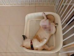 -翊宠yipet猫狗购宠庄园犬舍•猫舍