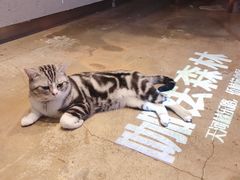 -咖法森林·咖啡  酒吧(天河店)