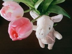-双季花艺园艺市场(浦东店)