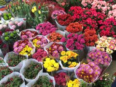 -龙大花卉苗木市场