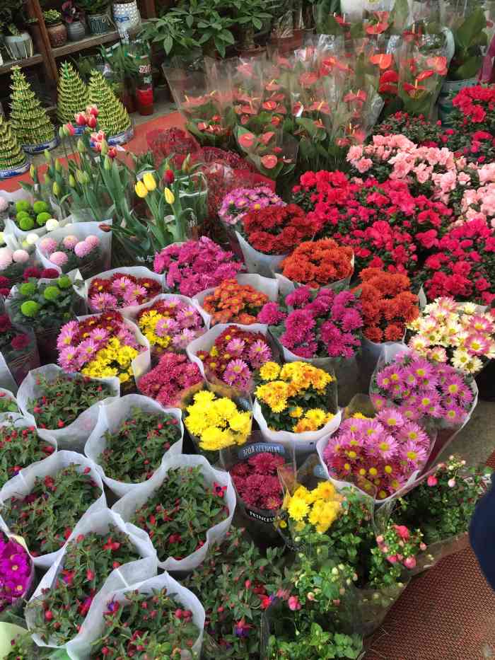 龙大花卉苗木市场-"一个好远好远的花卉市场～～ 中国人过年.