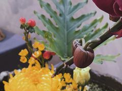 -厦门园林博览苑