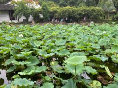 -上海醉白池公园