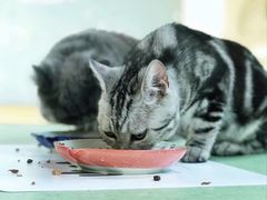 -猫和宫(六道口店)