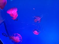 -锅圈食汇火锅烧烤食材超市(黄浦江路店)